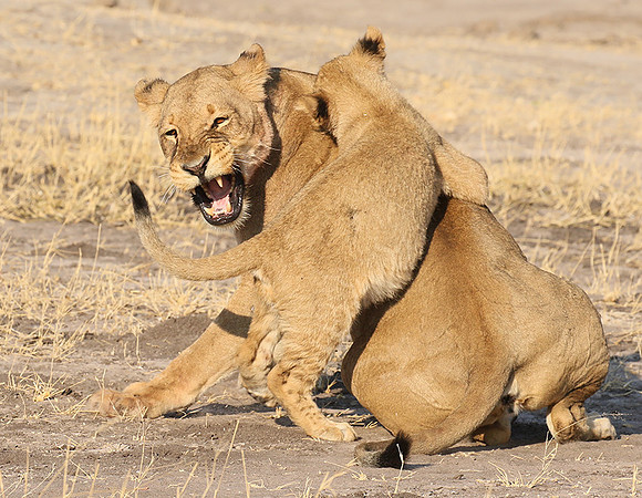 Hwange NP