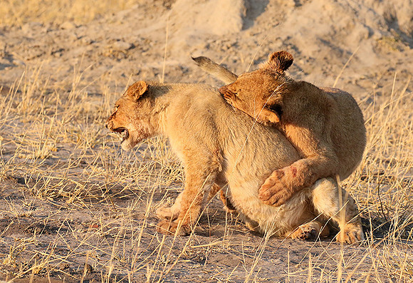 Hwange NP