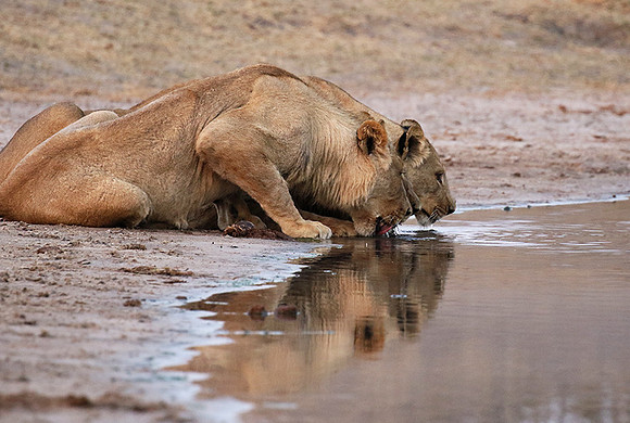 Hwange NP