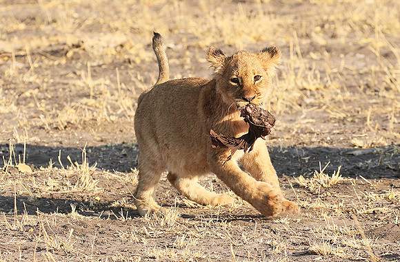 Hwange NP