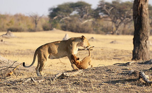 Hwange NP