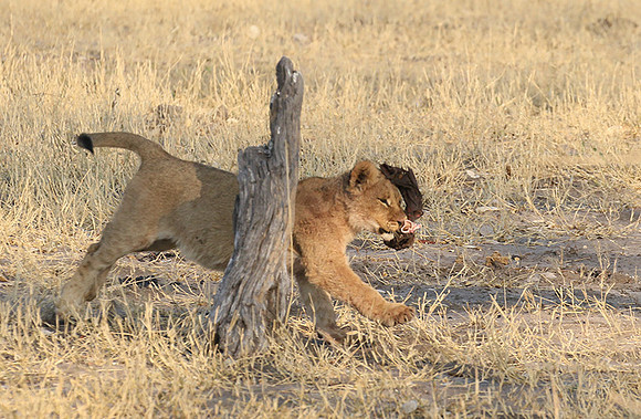 Hwange NP