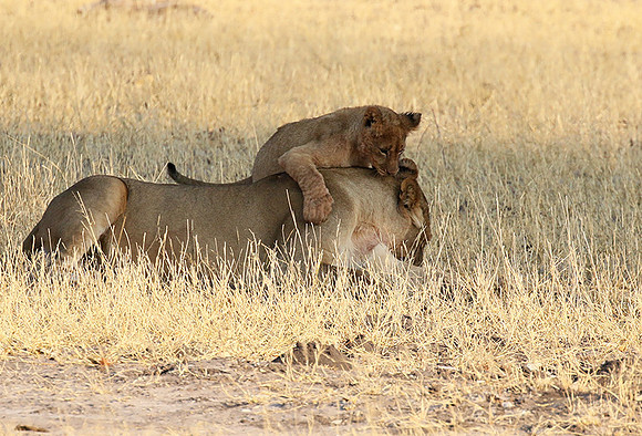 Hwange NP