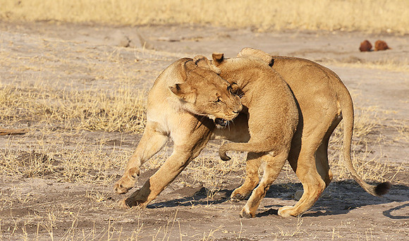 Hwange NP