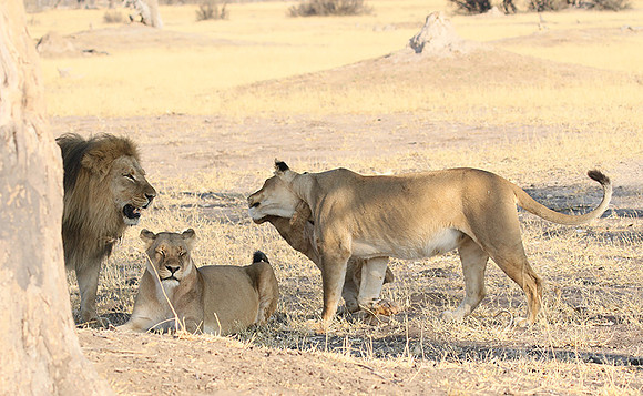 Hwange NP