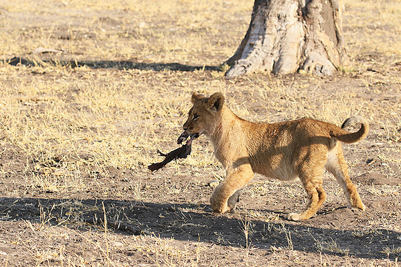 Hwange NP