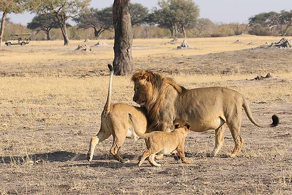 Hwange NP
