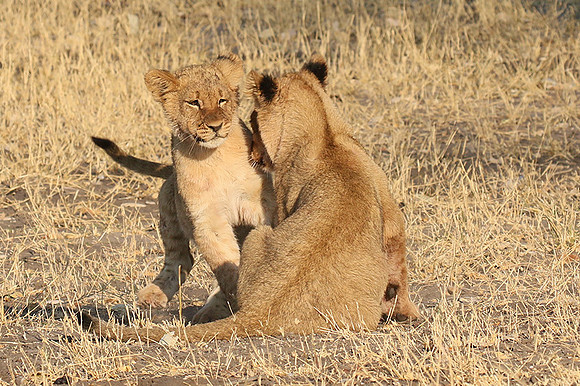 Hwange NP