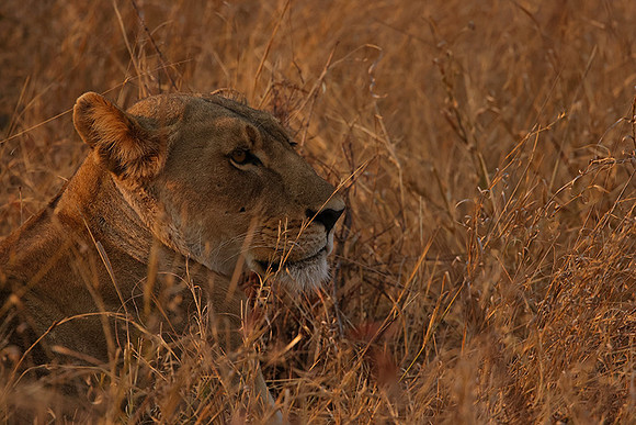 Matetsi private game reserve