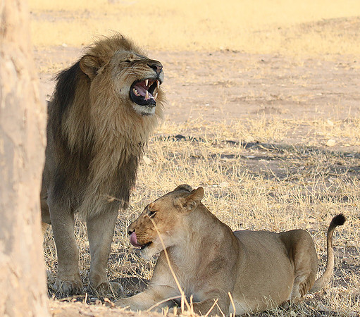 Hwange NP