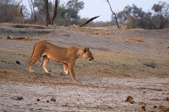 Hwange NP