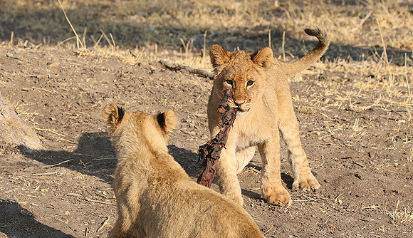 Hwange NP