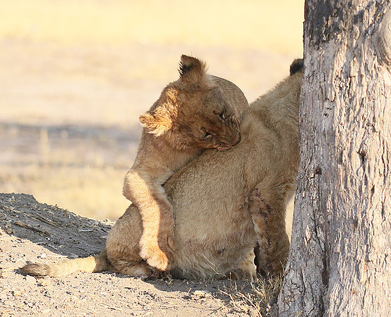 Hwange NP