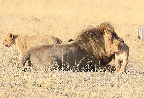 Hwange NP