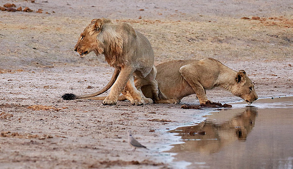 Hwange NP