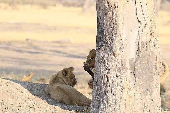 Hwange NP