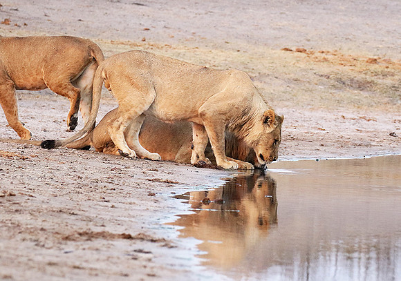 Hwange NP