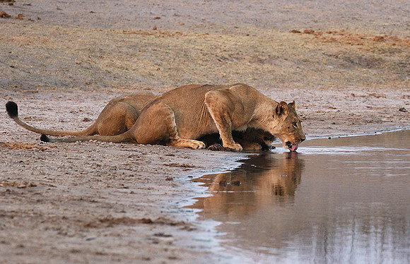 Hwange NP