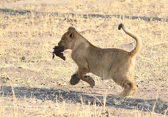 Hwange NP