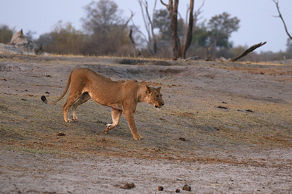 Hwange NP