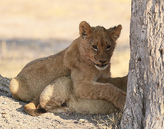 Hwange NP