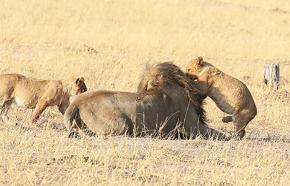 Hwange NP