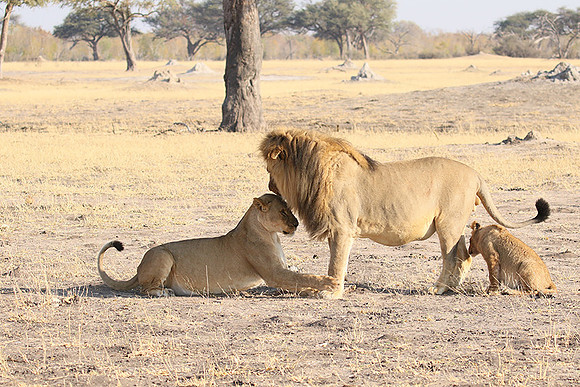 Hwange NP