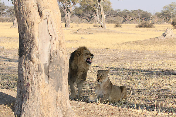 Hwange NP