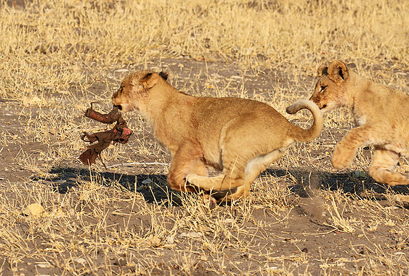 Hwange NP