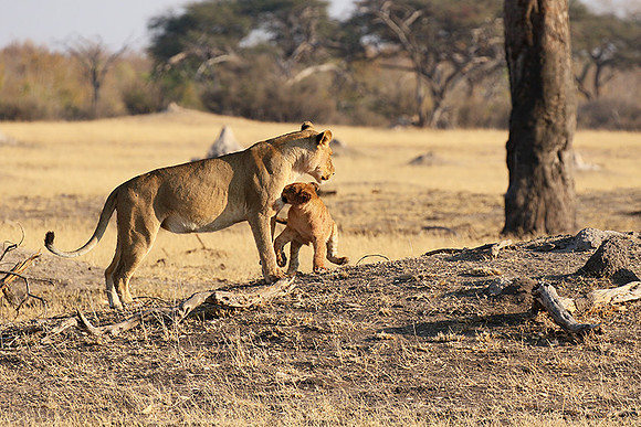 Hwange NP