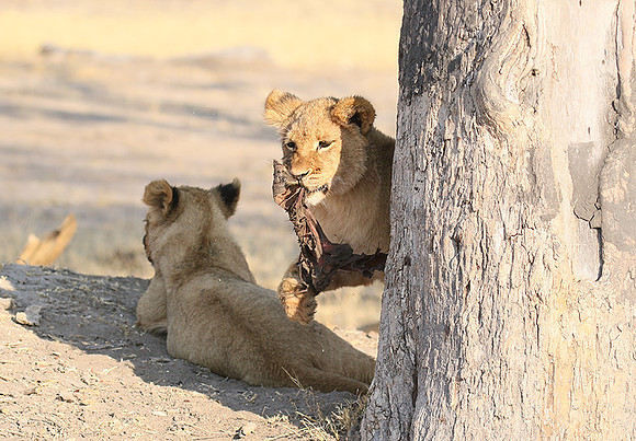 Hwange NP