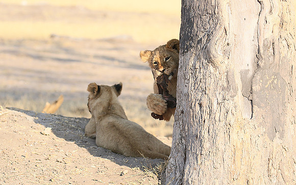 Hwange NP