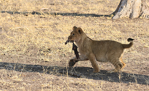Hwange NP