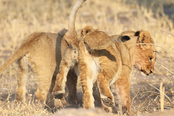 Hwange NP