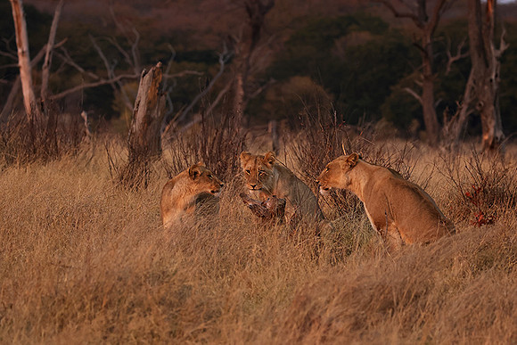 Matetsi private game reserve