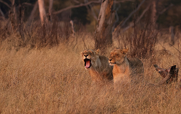 Matetsi private game reserve