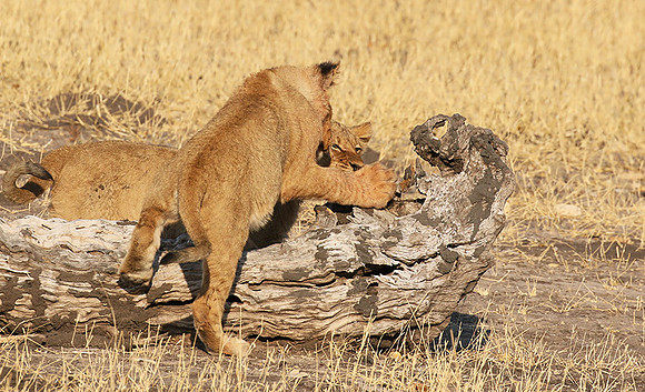 Hwange NP