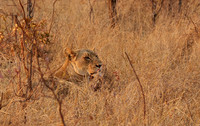 Matetsi private game reserve