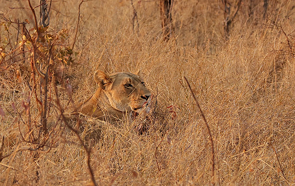 Matetsi private game reserve