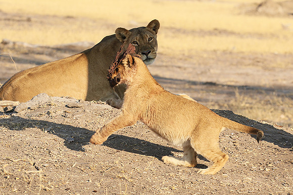 Hwange NP