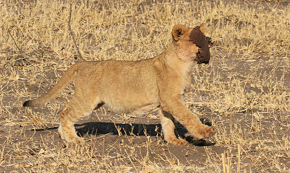 Hwange NP