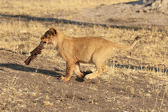 Hwange NP