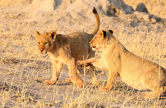 Hwange NP