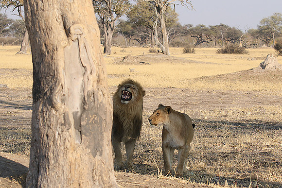 Hwange NP