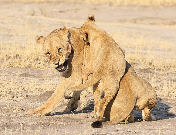Hwange NP