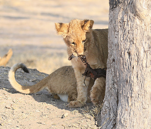 Hwange NP