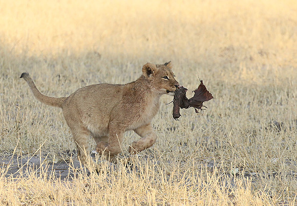 Hwange NP