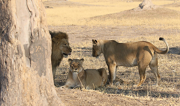 Hwange NP