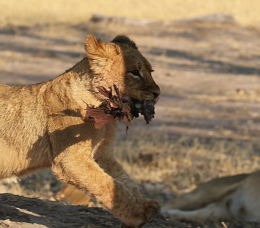 Hwange NP