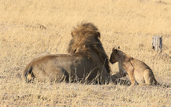 Hwange NP